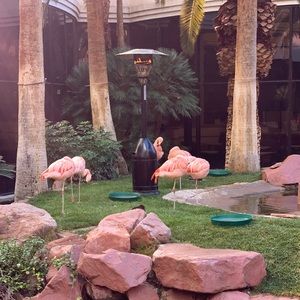 Meet your Posher, Laressa